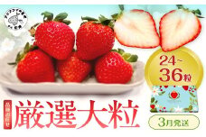 厳選大粒 こだわり苺 品種お任せ12～18粒×2パック(3月発送) ( いちご 苺 イチゴ 紅ほっぺ かおり野 さがほのか 恋みのり 果物 フルーツ )【B6-041-03M】