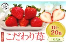 こだわり苺 品種お任せ小箱8粒～10粒×2パック(1月発送)( いちご 苺 イチゴ 紅ほっぺ かおり野 さがほのか 恋みのり 果物 フルーツ )【B0-236-01M】