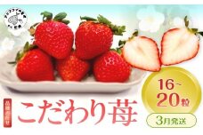 こだわり苺 品種お任せ小箱8粒～10粒×2パック(3月発送)( いちご 苺 イチゴ 紅ほっぺ かおり野 さがほのか 恋みのり 果物 フルーツ )【B0-236-03M】