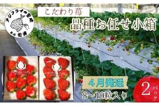 こだわり苺 品種お任せ小箱8粒～10粒×2パック(4月発送)( いちご 苺 イチゴ 紅ほっぺ かおり野 さがほのか 恋みのり 果物 フルーツ フルーツサンド ケーキ )【B0-240】