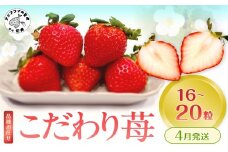 こだわり苺 品種お任せ小箱8粒～10粒×2パック(4月発送)( いちご 苺 イチゴ 紅ほっぺ かおり野 さがほのか 恋みのり 果物 フルーツ )【B0-236-04M】