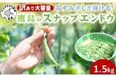 訳あり大容量！みずみずしさ弾ける!鷹島のスナップエンドウ 1.5kg ( 訳アリ えんどう エンドウ 豆 旬の野菜 野菜 新鮮 朝摘み )【B0-246】