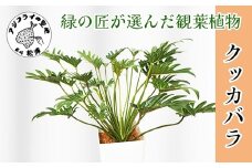 緑の匠がえらんだ観葉植物 素敵な空間づくりに クッカバラ( クッカバラ 観葉植物 インテリア 植物 新築祝い 贈り物 開店祝い 引っ越し祝い 送料無料 )【B8-034】