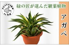 緑の匠が選んだ観葉植物 素敵な空間づくりに アガべ( 観葉植物 アガべ インテリア 植物 新築祝い 贈り物 送料無料 )【C0-069】