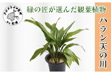 緑の匠が選んだ観葉植物 素敵な空間づくりに ハラン天の川( 観葉植物 ハラン天の川 インテリア 植物 贈り物 送料無料 )【B2-176】