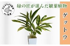 緑の匠が選んだ観葉植物 素敵な空間づくりに ゲットウ( 観葉植物 ゲットウ 月桃 植物 贈り物 送料無料 )【B9-019】