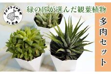 緑の匠が選んだ観葉植物 素敵な空間づくりに 多肉植物3種( 観葉植物 多肉植物 インテリア 植物 贈り物 送料無料 )【B6-038】
