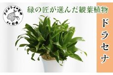 緑の匠が選んだ観葉植物 素敵な空間づくりに ドラセナ(観葉植物 ドラセナ インテリア 植物 贈り物 送料無料)【B3-068】