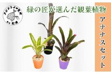 緑の匠が選んだ観葉植物 素敵な空間づくりに アナナス3種セット( 観葉植物 アナナス ツマベニアナナス キョウト ビルベルギアインテリア 植物 贈り物 送料無料 )【B8-029】