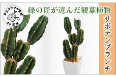 緑の匠が選んだ観葉植物 素敵な空間づくりに サボテンブランチ(観葉植物 サボテンブランチ サボテン 植物 贈り物 送料無料)【C8-015】