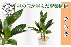 緑の匠が選んだ観葉植物 素敵な空間づくりに テネラ( 観葉植物 テネラ テネラヤシ 植物 贈り物 送料無料 )【B6-037】