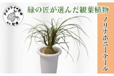 緑の匠が選んだ観葉植物 素敵な空間づくりに ノリナポニーテール( 観葉植物 ノリナポニーテール インテリア 植物 贈り物 送料無料 )【B3-069】