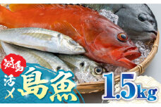 対馬 活〆 島魚 セット 1.5kg《対馬市》【対馬地域商社】[WAC005] 九州 長崎 鮮魚 新鮮 鮮度 直送 冷蔵 鮮魚 刺身 海鮮 魚介 鯛めし 煮付け 魚 ぶり まぐろ 刺し身 定置網 おかず 一品 味噌汁 塩焼き 鮪 マグロ