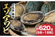 対馬産 養殖 エゾアワビ 620g (5～18枚)(7.0～9.5cm)《対馬市》【対馬海洋牧場】 あわび 鮑 [WAR002]