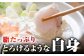 クエ鍋 天然くえ 高級魚 アラ 魚 新鮮 下処理 クエ くえ 希少 鍋 冷凍 対馬 長崎 九州 つしま 対馬市 海鮮 魚介