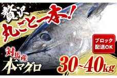 対馬産 本マグロ 1尾 計30~40kg《対馬市》【対海】[WAH005] マグロ まぐろ 鮪 本鮪 本マグロ 養殖 1本 トロ 中トロ 中とろ 大トロ 大とろ 赤身 刺身 カマ 冷凍 海鮮 魚 ブロック 柵 お祝い パーティー 贈答