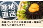ウニ うに 冷凍 生ウニ 雲丹 対馬 ムラサキウニ 紫ウニ 紫うに 長崎 九州 つしま 対馬市 海鮮 魚介