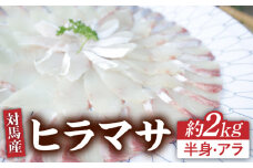 対馬 ヒラマサ 3枚おろし 約2kg 《対馬市》【海風商事】国産 長崎 九州 刺身 [WAD011]冷蔵 新鮮 鮮度抜群 ひらまさ 海鮮丼 半身 刺身 しゃぶしゃぶ 片身 刺し身 3枚卸  魚介 平政 贈り物 お祝い