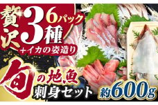 【2025年6月から順次発送】対馬 イカ 姿造り と 刺身 の セット 【真心水産】《対馬市》新鮮 海鮮 いか 冷凍 刺身 ケンサキイカ 島魚 海鮮丼 手巻き寿司 [WAK011]