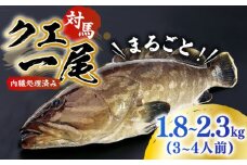 【最速発送】 対馬産クエ 丸ごと1匹！《対馬市》【エムズスタイル】直送 新鮮 マルモン 刺身 しゃぶしゃぶ 鍋 くえ アラ 高級魚 お祝い プレゼント 還暦  スピード発送 最短発送 [WCN001]