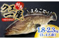 対馬 クエ くえ 魚介 魚 海鮮 つしま 鮮魚 高級魚 希少 アラ 下処理 クエ鍋 刺身 鍋 鍋セット なべ 天然 くえ鍋 
