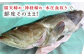 対馬 クエ くえ 魚介 魚 海鮮 つしま 鮮魚 高級魚 希少 アラ 下処理 クエ鍋 刺身 鍋 鍋セット なべ 天然 くえ鍋 