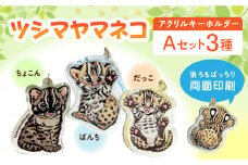 対馬 オリジナル ツシマヤマネコ 両面 アクリルキーホルダー Aセット ≪対馬市≫【一般社団法人MIT】  対馬山猫 アクキー お土産 にゃんこ 赤ちゃん [WAP016]