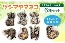 対馬 オリジナル ツシマヤマネコ 両面 アクリルキーホルダー 6種セット ≪対馬市≫【一般社団法人MIT】  対馬山猫 アクキー お土産 にゃんこ 赤ちゃん [WAP018]