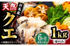 【全6回定期便】【 対馬産 】 天然 クエ 1kg（500g×2）（身のみ）《対馬市》【石川水産】 鍋 水炊き 鮮度抜群 海鮮 クエ 天然クエ [WAB025]