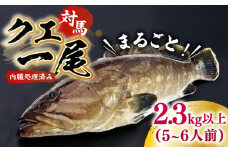 【最速発送】 対馬産クエ 丸ごと1匹 2.7kg以上！《対馬市》【エムズスタイル】直送 新鮮 マルモン 刺身 しゃぶしゃぶ 鍋 くえ アラ 高級魚 お祝い プレゼント 還暦  スピード発送 最短発送 [WCN005]
