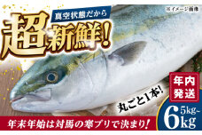 【12/29発送】 真空！寒ブリ（5kg〜6kg）《対馬市》【対馬新鮮組】ぶり ブリ 鰤 ぶりしゃぶ しゃぶしゃぶ 刺身 鮮魚 海鮮 魚 対馬 長崎 国産 新鮮 冷蔵 鍋 海鮮鍋 年末 正月 年内発送 年内配送 年末配送 時間指定 [WCS008]