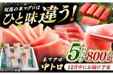 【12月中にお届け】対馬産 養殖 本マグロ 中トロ 800ｇ(5パック)《対馬市》【対海】  [WAH019-12]