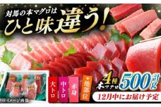 【12月中にお届け】対馬産 生 本マグロ 500g （赤身、中トロ、大トロ）《対馬市》【対海】[WAH025-12]