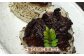人気 和牛 壱岐牛 希少 柔らかい やわらかい 贈り物 ギフト  肉 黒毛和牛 