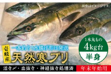 【11/1〜1/15お届け 年末年始用】天然 寒ブリ（一本丸ものサイズ4キロ台の半身ブロック） 《壱岐市》【壱岐島　玄海屋】[JBS018] ぶり 寒ぶり ブリ 魚 刺身 しゃぶしゃぶ 48000 48000円