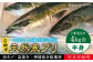 人気  おすすめ オススメ 天然ぶり 天然ブリ 天然鰤 しゃぶしゃぶ ぶりしゃぶ