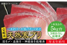 【11/1〜1/15お届け 年末年始用】天然 寒ブリ（5キロ台・3枚おろし） 《壱岐市》【壱岐島　玄海屋】[JBS023] ぶり 寒ぶり ブリ 魚 刺身 しゃぶしゃぶ 80000 80000円 