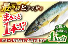 壱岐島産天然ヒラマサ（4キロ台・丸もの） 《壱岐市》【壱岐島　玄海屋】[JBS069] ヒラマサ 魚 刺身 煮物 カルパッチョ お寿司  63000 63000円