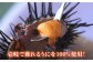 人気   うに ウニ 雲丹  新鮮 海鮮 特産品 贈り物 ギフト   魚介 ごは