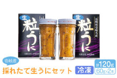 採れたて生うに 60g×2本 《壱岐市》【本尾海産】[JAR003] 生うに ウニ うに 雲丹 海産物 海鮮 ご飯のお供 ごはんのおとも 瓶詰 瓶 26000 26000円 2万4千円