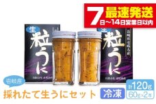採れたて生うに 60g×2本 《壱岐市》【本尾海産】[JAR003] 生うに ウニ うに 雲丹 海産物 海鮮 ご飯のお供 ごはんのおとも 瓶詰 瓶 26000 26000円 2万4千円