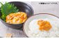 人気   うに ウニ 雲丹  新鮮 海鮮 特産品 贈り物 ギフト   魚介