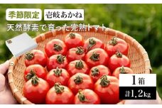 【先行予約】壱岐あかね 完熟トマト 5～10個×3パック 計1.2kg【2024年10月以降順次発送】《壱岐市》【フレッシュメイト壱岐】[JAZ001] トマト とまと ミディトマト 野菜 ギフト 贈答 プレゼント 9000 9000円