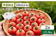 【先行予約】トマト 壱岐あかね  2箱(5個-10個×6パック) 【2024年10月以降順次発送】《壱岐市》【フレッシュメイト壱岐】[JAZ002] トマト 野菜 農産物 天然酵母 完熟 16000 16000円