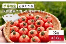 【先行予約】トマト 壱岐あかね  3箱(5個-10個×9パック) 【2024年10月以降順次発送】《壱岐市》【フレッシュメイト壱岐】[JAZ003] トマト 野菜 農産物 天然酵母 完熟 22000 22000円