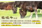 ステーキ 人気 和牛  壱岐牛 希少 柔らかい やわらかい 贈り物 ギフト  肉