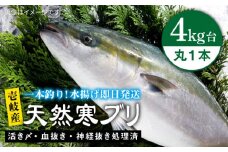 壱岐島産天然寒ブリ（4キロ台・丸もの） 《壱岐市》【壱岐島　玄海屋】[JBS002] ぶり 寒ぶり ブリ 魚 刺身 しゃぶしゃぶ 40000 40000円  のし プレゼント ギフト