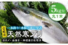 壱岐島産 天然寒ブリ（5キロ台・丸もの） 《壱岐市》【壱岐島　玄海屋】[JBS003] ぶり 寒ぶり ブリ 魚 刺身 しゃぶしゃぶ ぶりしゃぶ 天然 処理済 5kg 丸もの 49000 49000円