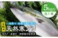 人気  おすすめ オススメ 天然ぶり 天然ブリ 天然鰤 しゃぶしゃぶ ぶりしゃぶ