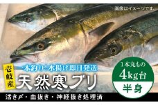 【1月16日〜3月末お届け】壱岐島産天然寒ブリ（一本丸ものサイズ4キロ台の半身ブロック） 《壱岐市》【壱岐島　玄海屋】[JBS006] ぶり 寒ぶり ブリ 魚 刺身 しゃぶしゃぶ 37000 37000円  のし プレゼント ギフト